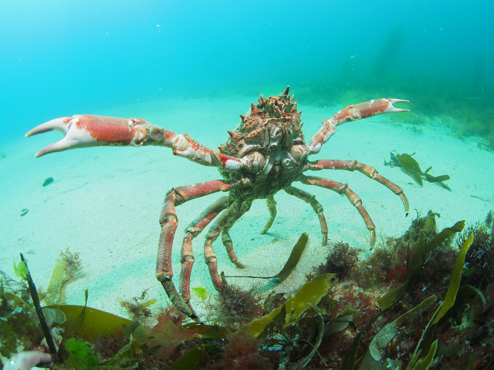 Increase in spider crab gatherings along Cornwall’s coast this summer